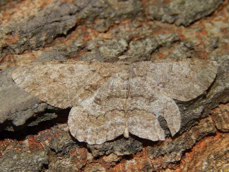 Geometridae da confermare e ID